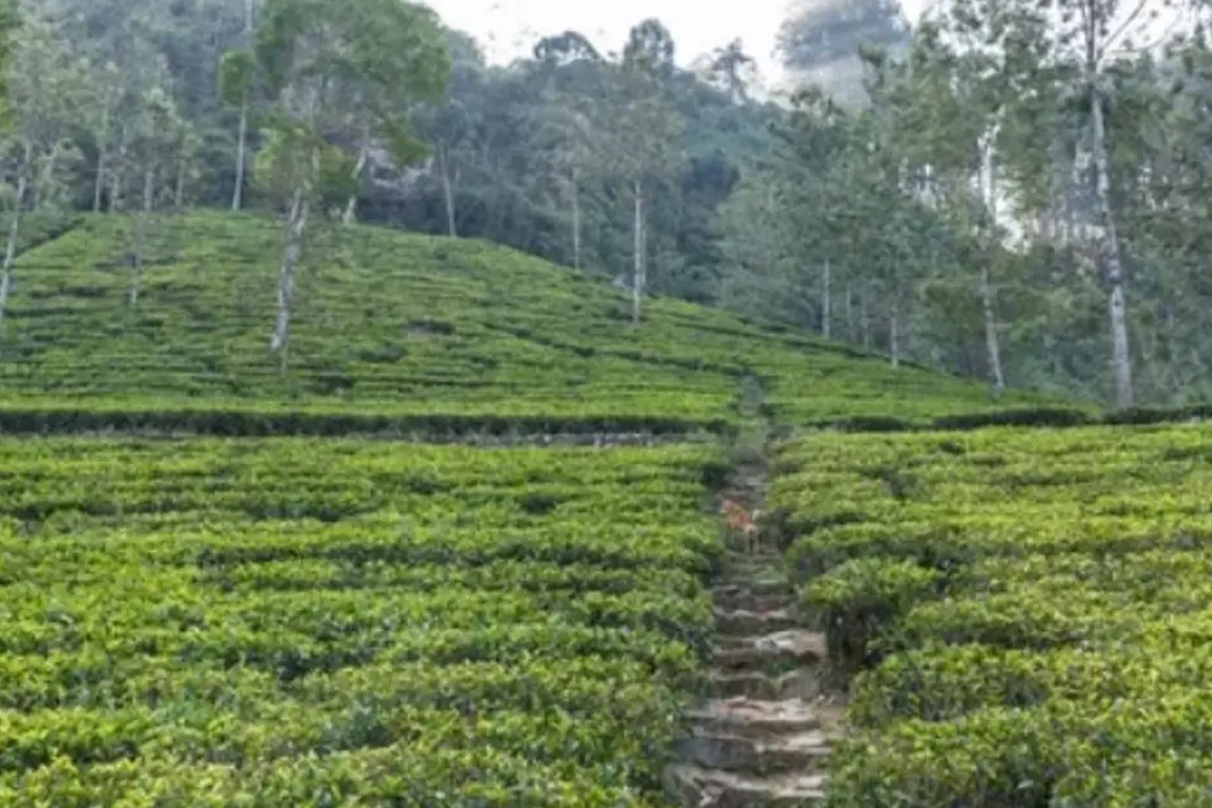 Private Nuwara Eliya Day Tour from Kandy with Pick up